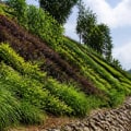 Effective Planting Strategies for Slope Stabilization